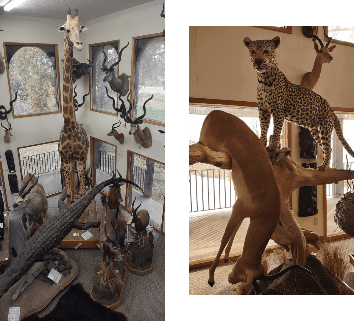Cheetah on tree branch in museum exhibit