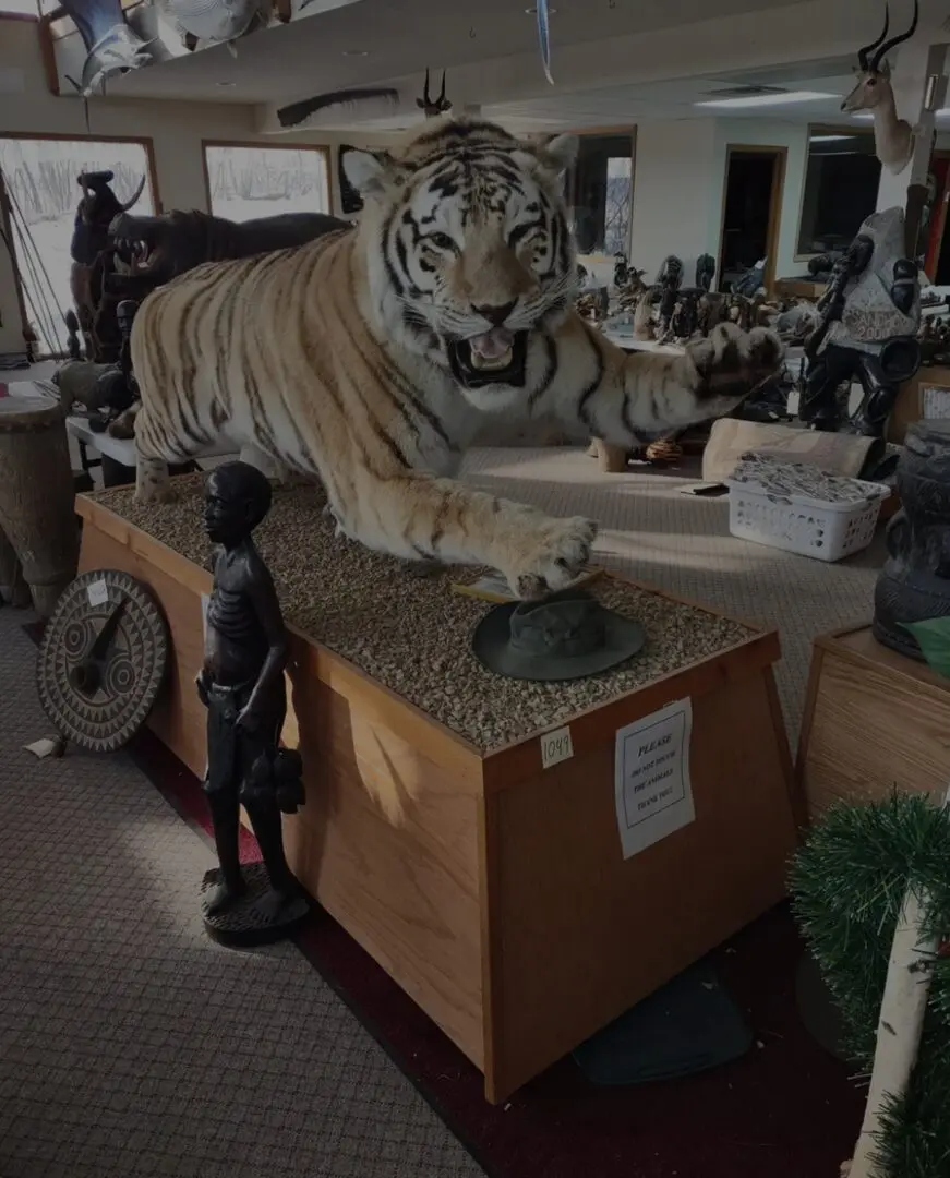 Taxidermy tiger on wooden platform